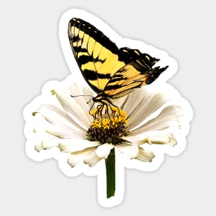 Tiger Swallowtail on White Zinnia Sticker